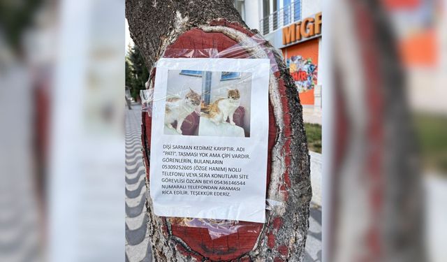 Eskişehir’de kayıp kedisini bulmak için ağaca ilan astı