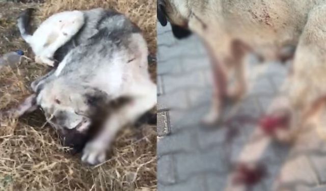 Eskişehir'deki kan donduran olayda: Yavru köpek başından vuruldu, annesi aranıyor!
