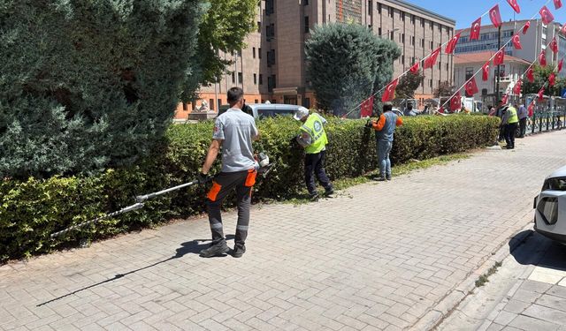 Büyükşehir ekiplerinden ağaçlara bakım mesaisi!