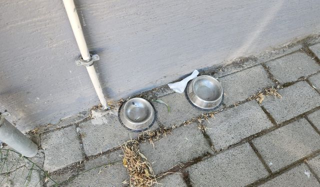 Eskişehir'de sokak hayvanları için örnek dayanışma