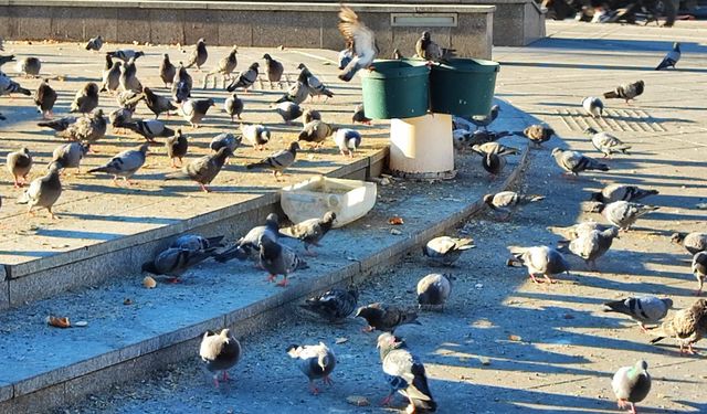 Eskişehir'de kuşlara bırakılan yemler çevre kirliliğine neden oluyor