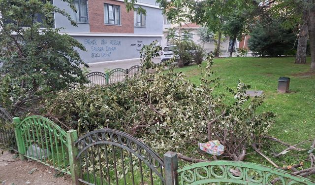 Eskişehir'de kesilen dallar parkta kaldı
