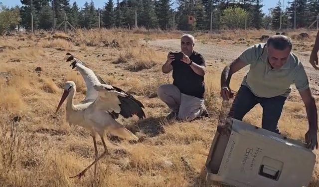 Eskişehir’de ölen eşinin başında 5 gün beklemişti: Tedavi sonrası doğaya salındı