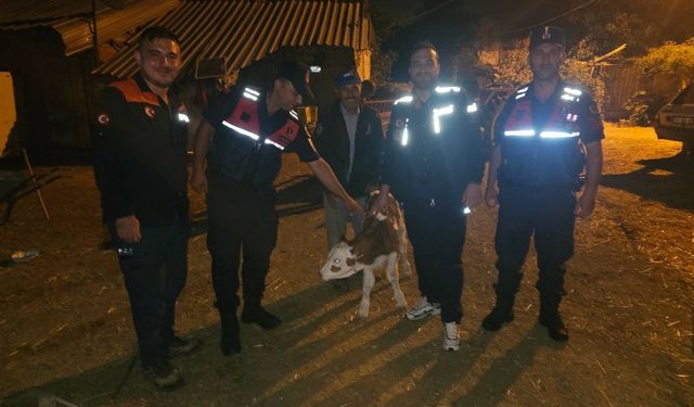 Bilecik’te kaybolan büyükbaş hayvan tarlada doğum yapmış halde bulundu