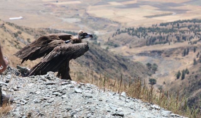 Eskişehir’de kara akbabaya uydu takıldı: Hareketleri uzaydan izlenecek