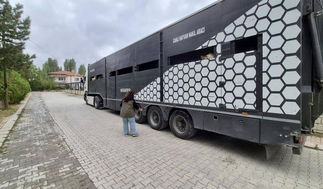 Afyonkarahisar’da hayvan sevklerine sıkı denetim