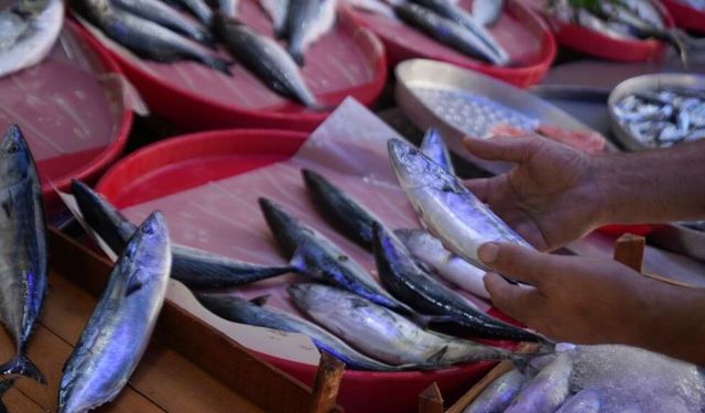 Balık sezonu bereketli başladı: Palamut tezgahları doldurdu