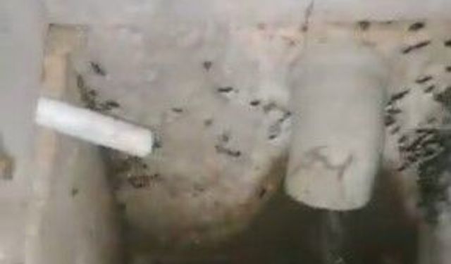 Eskişehir’de apartman sakinleri isyanda: Evin içine kadar girdiler!