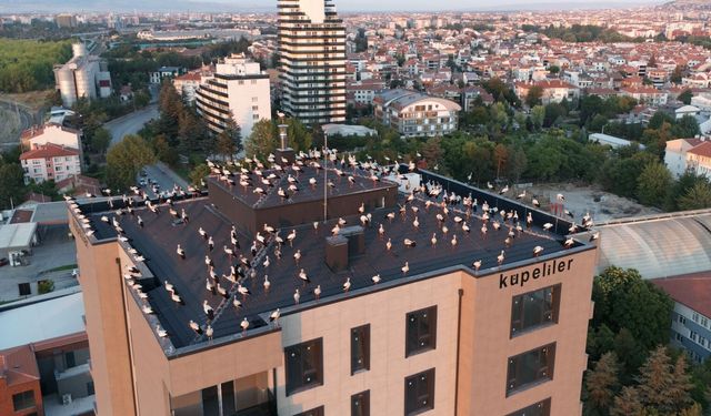 Eskişehir’de leyleklerin göç molası böyle görüntülendi