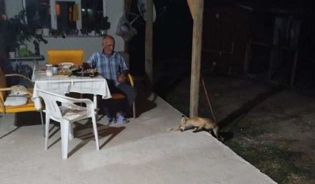 Eskişehir’de tilki sürprizi: Karnını doyurup sessizce uzaklaştı