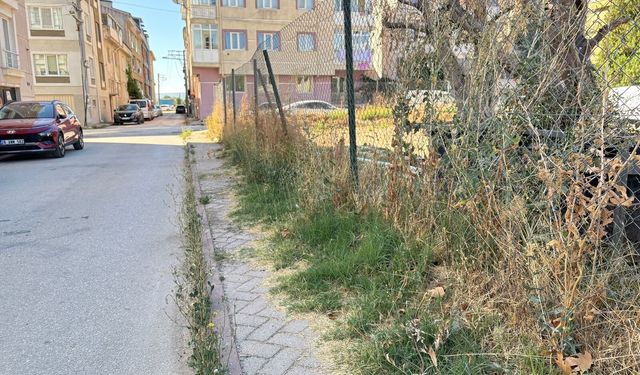 Eskişehir’de otlarla kaplanan kaldırımlar tepki çekiyor