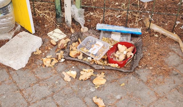 Eskişehir’de sokak hayvanları için yapılan beslemede dikkat çeken görüntü