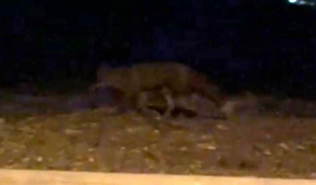 Eskişehir’de gece sürprizi! Sokakta yiyecek arayan tilki kamerada