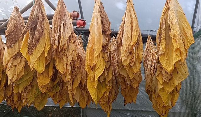 Bilecik'te çiftçiye yeni gelir kapısı :Üretim 4 katına çıktı!