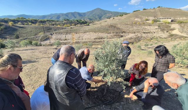 Zeytincilik Eskişehir'de gelişiyor: Üreticiler sahada eğitim aldı
