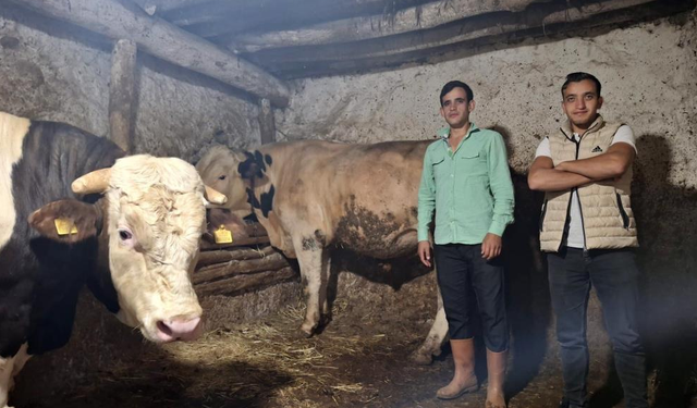 Eskişehir’de dev dana görenleri şaşırtıyor: Guinness’e hazırlanıyorlar