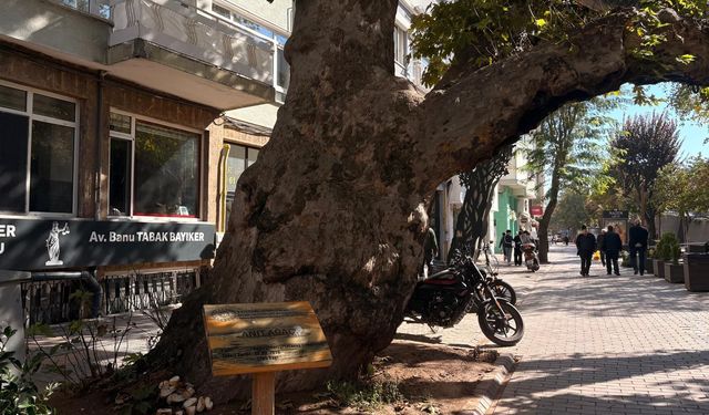 Anıt ağacın dibine bırakılan ekmekler tepki çekti