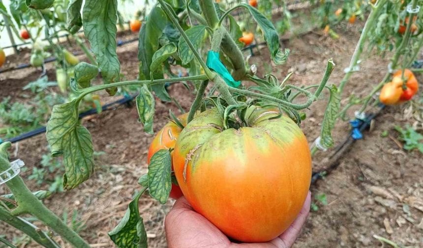 Bu yılki hedefi 2 kiloluk domates