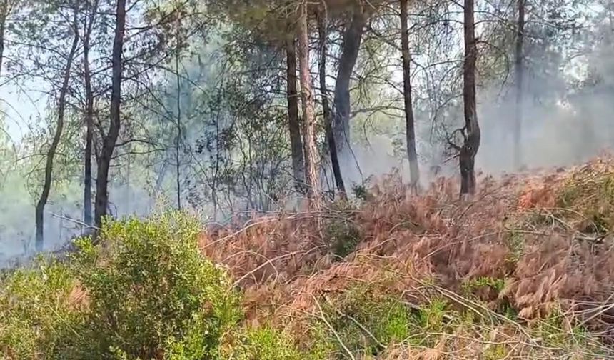 Adana İmamoğlu’nda orman yangını korkuttu