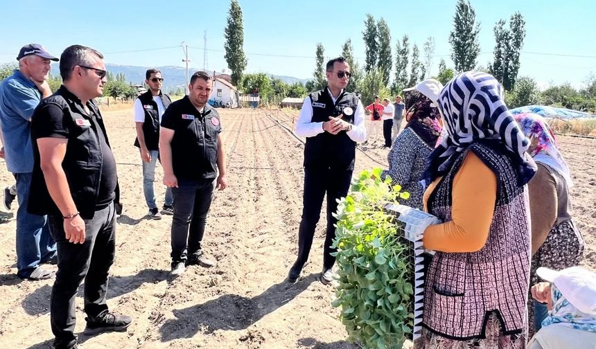 Afyonkarahisar'da brokoli üretimi başlıyor