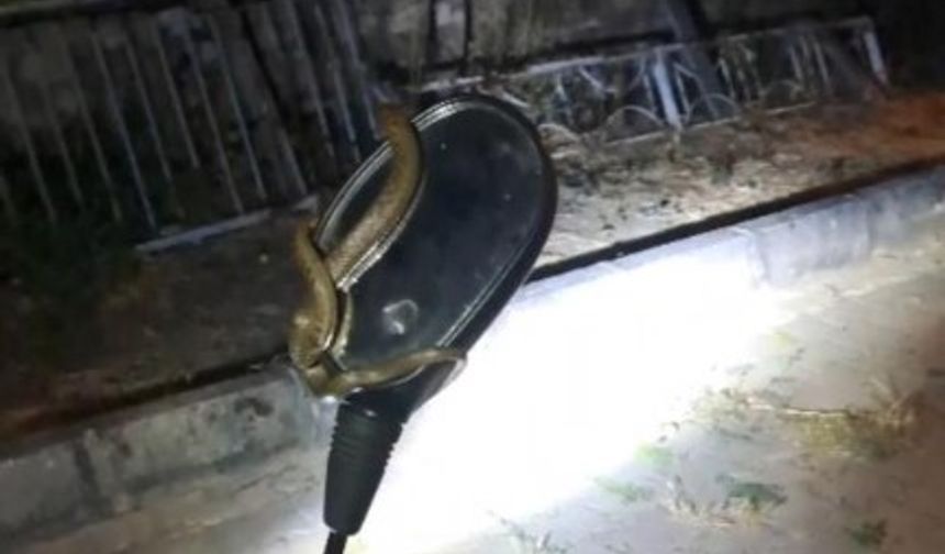 Motosiklet aynasına dolanmış halde bulundu!