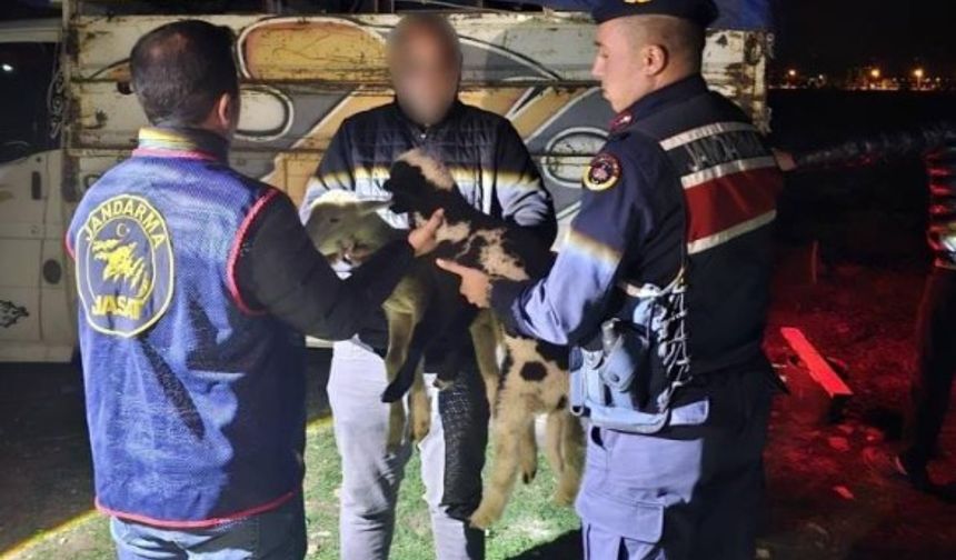 Afyon'da hayvan hırsızları JASAT tarafından yakalandı