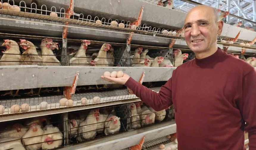 Simav'da günlük 15 bin yumurta üretimi