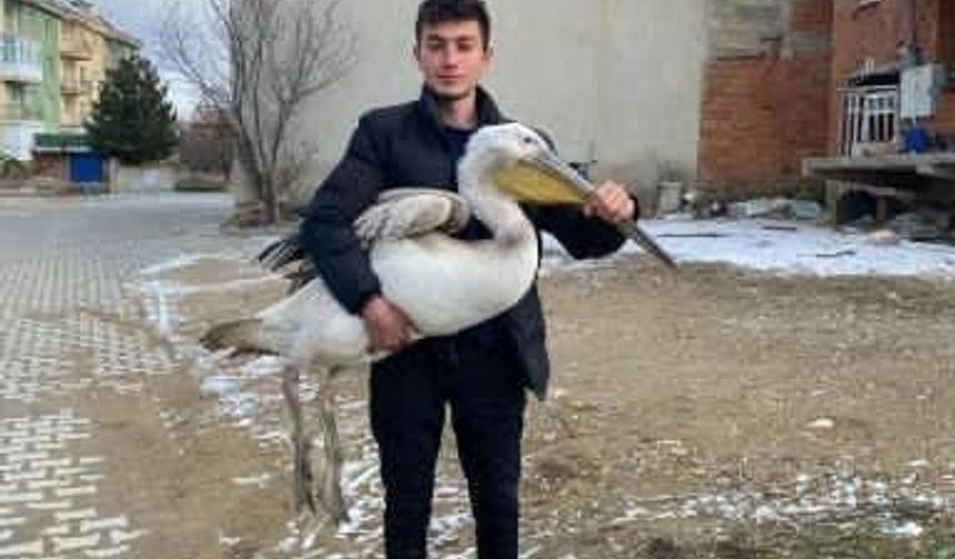 Sokakta ilginç karşılaşma: Yaralı pelikan buldu!