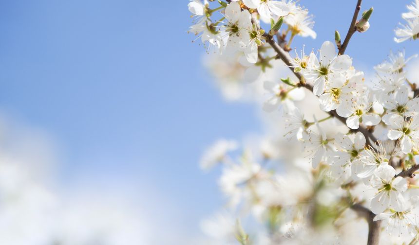 Baharın müjdecisi: İlk cemre bugün havaya düşüyor!