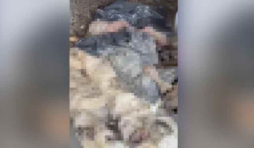 Bozüyük’te Hayvan Barınağı'nda yeni skandal!