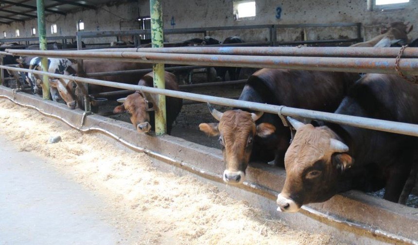 Eskişehir'de kurbanlık almak için geç kalmayın!