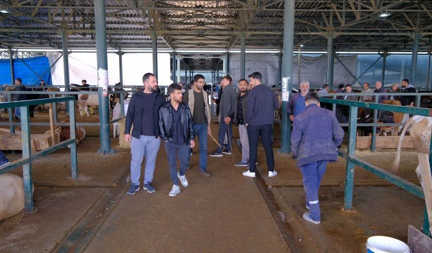 Eskişehir'de Kurban Pazarı hareketlendi:Büyükbaş ve küçükbaş fiyatları ne kadar?