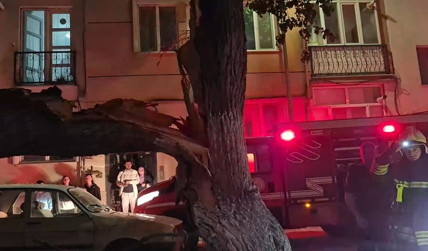 Eskişehir'de gece mahalle ayağa kalktı: Dut ağacı ikiye ayrıldı!