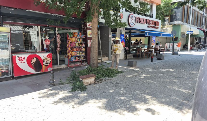 Eskişehir göbeğinde arı paniği!