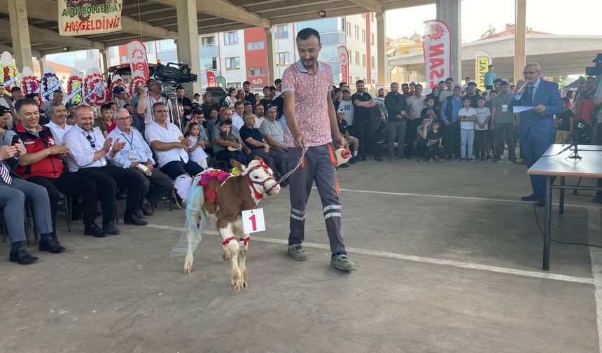 Afyon'da ilginç etkinlik: En güzel buzağı seçildi!