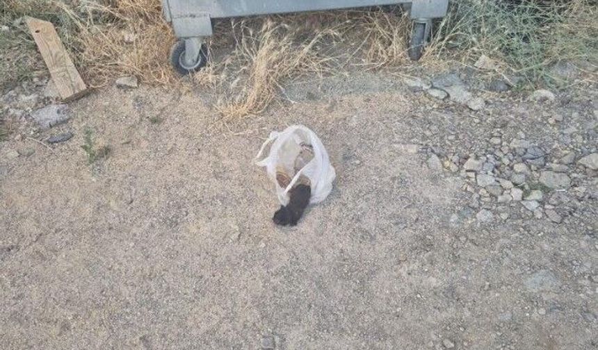 Eskişehir'de mahalleliyi ayağa kaldıran olay: Çöp poşetinde böyle bulundu!