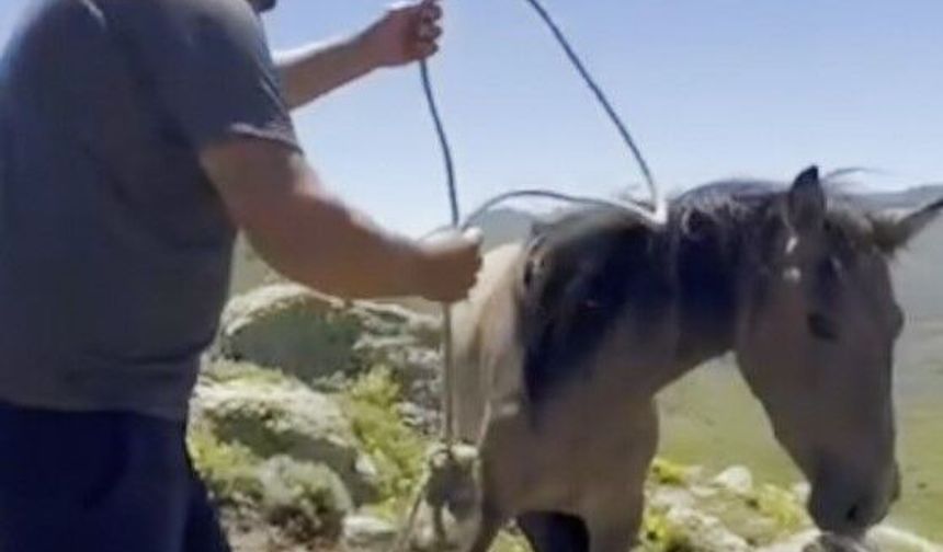 Afyon'da skandal iddia: Kaçak avcıların tuzakları boşa çıkarıldı!