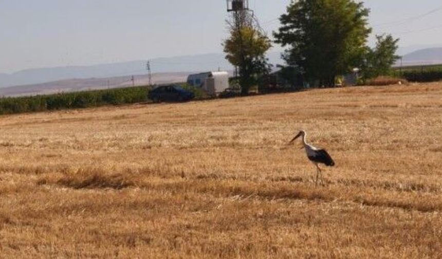 Eşini kaybetti, göç kafilesine katılmadı: Eskişehir’de 5 gün başında bekledi