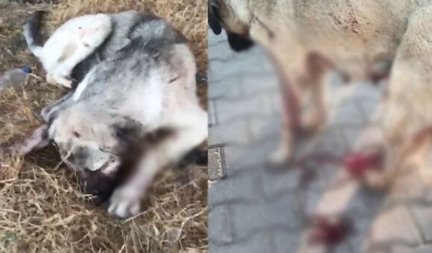 Eskişehir'deki kan donduran olayda: Yavru köpek başından vuruldu, annesi aranıyor!