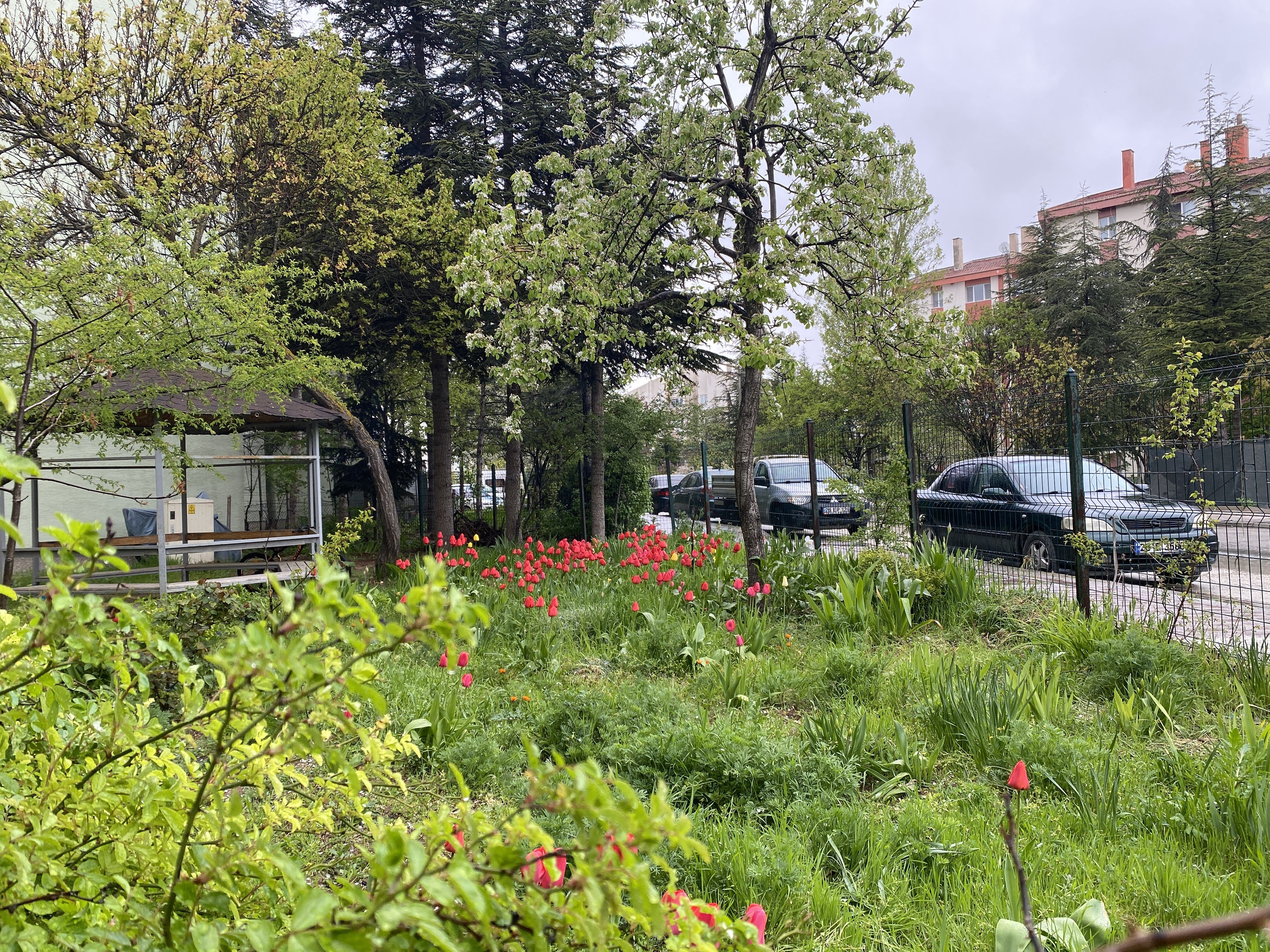 Eskişehir’de sokakları bahar renklerine büründü