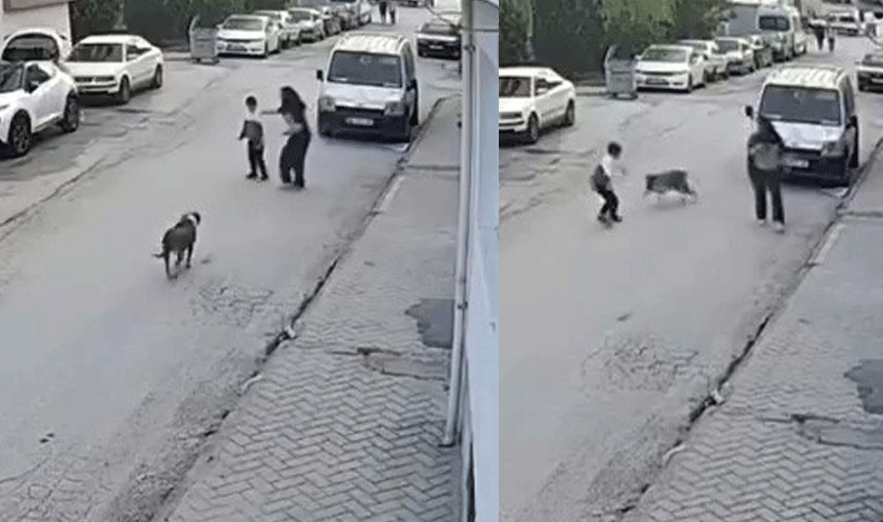Eskişehir'de sokak köpeği küçük çocuğa korku dolu anlar yaşattı