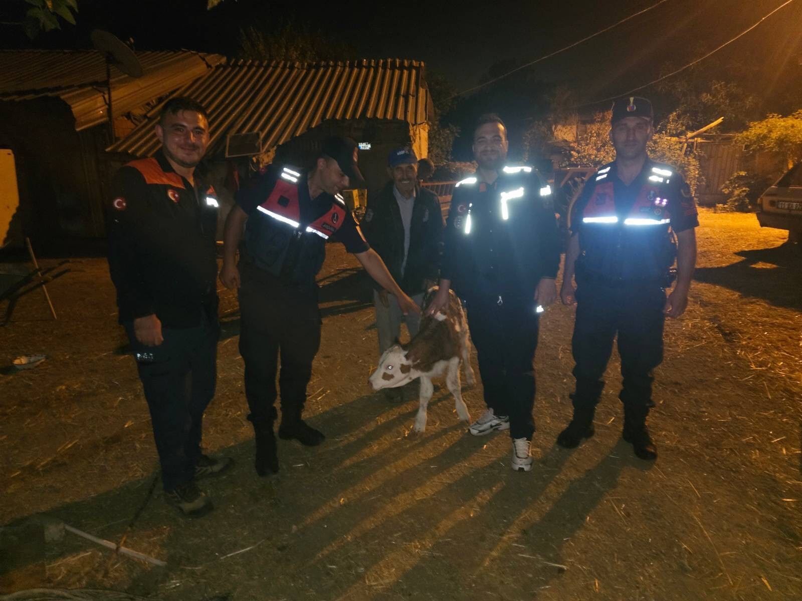 Bilecik’te kaybolan büyükbaş hayvan tarlada doğum yapmış halde bulundu
