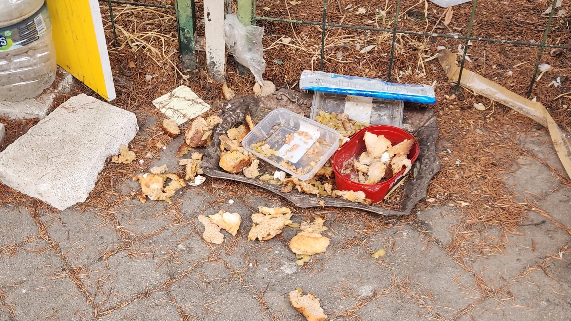 Eskişehir’de sokak hayvanları için yapılan beslemede dikkat çeken görüntü